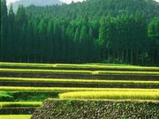 幸田の棚田の写真1