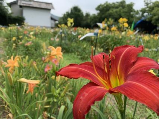 ヘメロカリス園の写真1