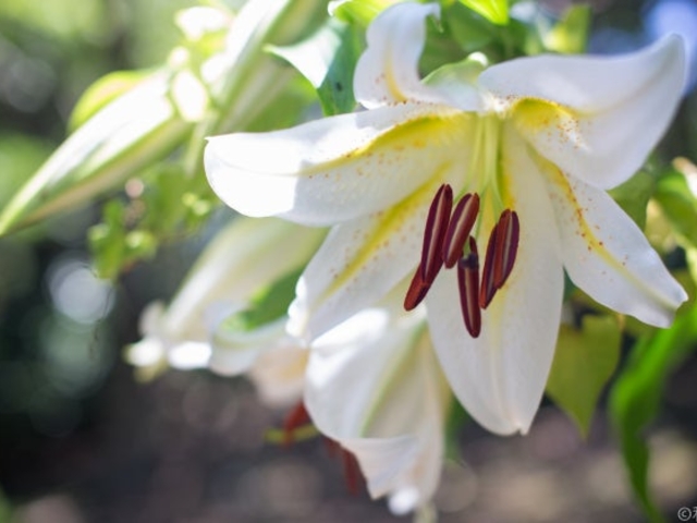 さくゆりの写真1