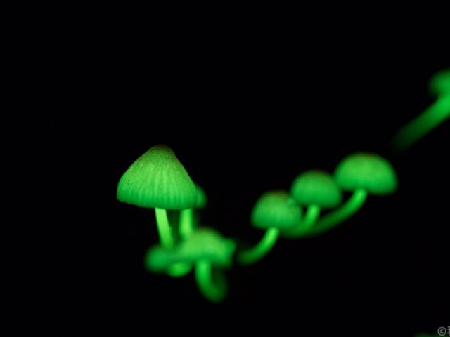 シイノトモシビタケの写真1