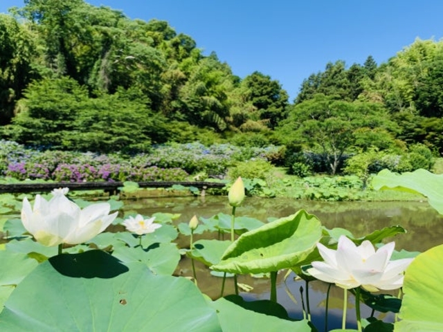 穴虫の郷の蓮の花の写真1