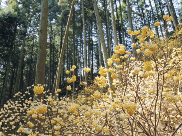 野登地区ミツマタの群生地の写真1