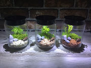 ソネングラス千の写真2