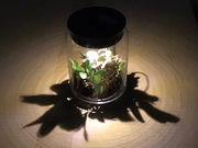 ソネングラス千の写真3