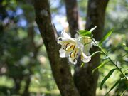 さくゆりの写真2