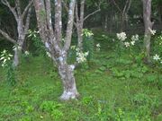 さくゆりの写真3