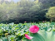 穴虫の郷の蓮の花の写真2