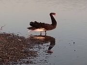 平池緑地公園の写真2