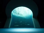 四国水族館の写真2