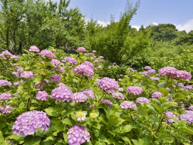 筑波山梅林のあじさいの写真1