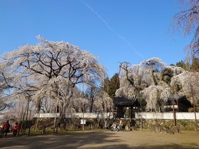 清雲寺のしだれ桜の写真1