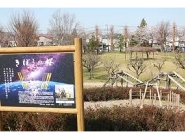 きぼうの桜の写真1