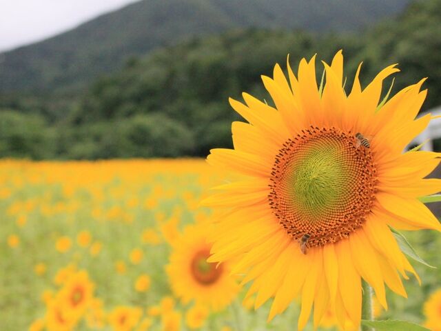 大影集落ひまわり畑の写真1