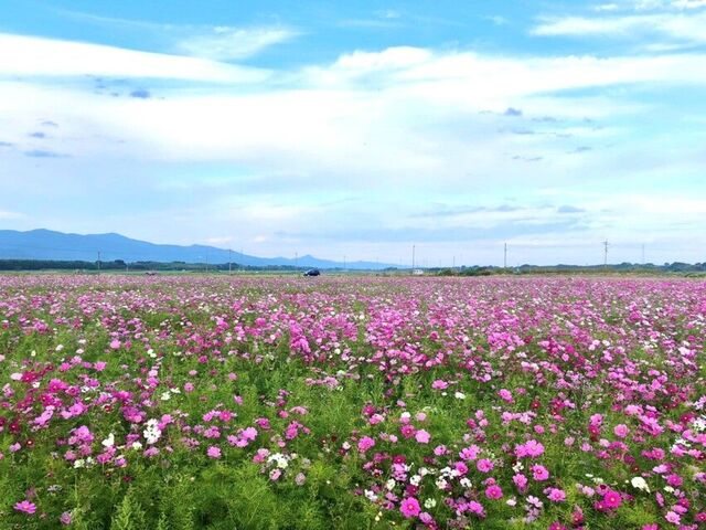 善入寺島のコスモスの写真1