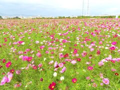 古津地区のコスモスの写真1