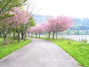 川尻湖畔公園の写真2