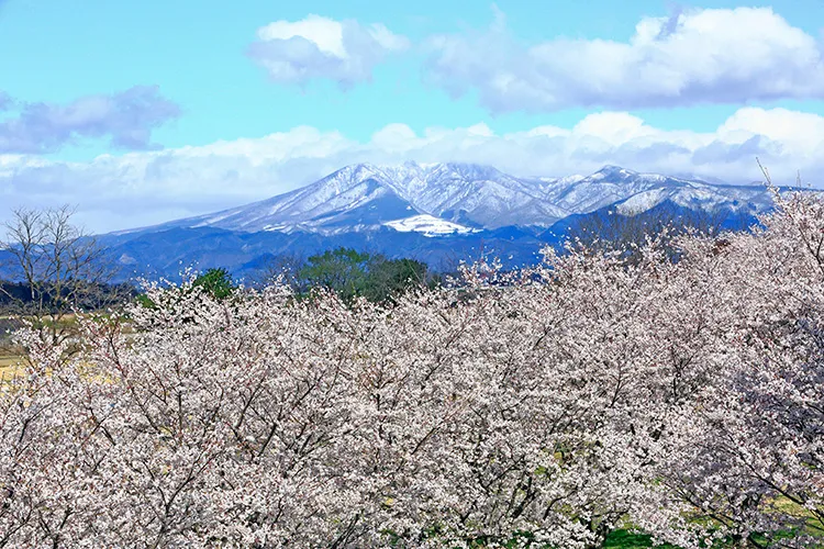 �Ȗ،�������s