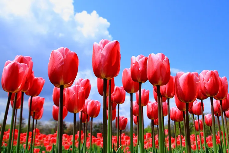 �V�����ٓ��s