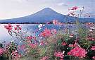 富士山をバックに湖畔を彩る秋桜