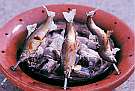 目の前で焼かれる魚をあつあつで