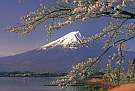 当館周辺は富士山と桜の景勝地