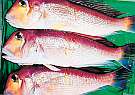 煮ても焼いても刺身でも美味しい「甘鯛」