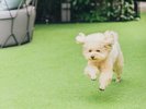 OMOドッグガーデン(屋外ドックラン):リードなしで愛犬とお過ごしいただけます。