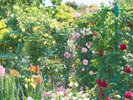 【浜名湖ガーデンパーク】車で約30分。花の美術館・バラ(5月ごろに開花)