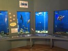 【浜名湖体験学習施設 ウォット】浜名湖の魚や生き物をみたりさわったりできる小さな水族館