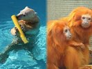 【浜松市動物園】100種を超える動物たちが飼育されています。