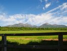 やっぱ高原といえば牧草と山!