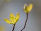 芽吹きの季節は心まで温かくなります♪