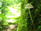 夏の森はキノコの楽園です♪