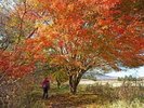 秋の野外散策イメージ