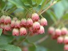 サラサドウダンツツジ・・・天然記念物やまねが蜜を吸いにあらわれるかも!?