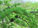 カラマツも芽吹き、グリーンシーズン到来です!