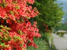 レンゲツツジ・・・オレンジ色の鮮やかな花を咲かせます