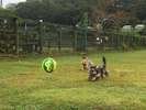Field Dogs Garden