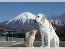 盲導犬の里 富士ハーネス(日本盲導犬総合センター)