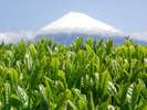 お茶の里 静岡 富士園