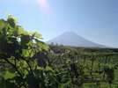 (株)富士山ワイナリー
