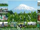(有)ヤマタカ櫻井製茶