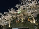 広大な敷地の至るところで咲き乱れる「花桃」。玄関ライトアップ