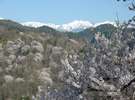 池田町陸郷の山桜 4月中旬〜4月下旬
