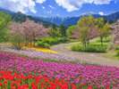 白馬五竜高山植物園。季節折々の花々をお楽しみ頂けます。