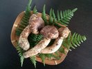 芳醇な香りと弾力のある歯ごたえを愉しむ「松茸」。
