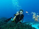 ダイビング|透明度の高い海で多彩な海中景観を楽しみながらダイビングを体感!