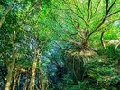 西平椿公園|“天草のラピュタ”とも称されるパワースポットです