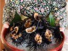 天草の春の味覚ムラサキウニ(3月下旬〜5月) 単品注文も承っております※数量限定