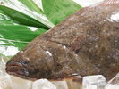 ヒラメ|採れたての天然ひらめは身が引き締まっていて、白身魚の中では特に繊細な味と絶品です!